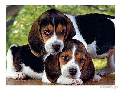 Clementoni Puzzle Hunde 500 teilig